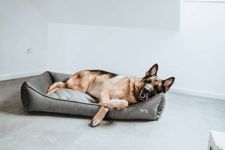 HUNTER Orthopädisches Hundesofa Merida